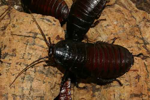 hissing cockroach